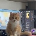 Bobo