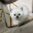 pamuk