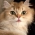 LOKİ