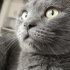 Duman
