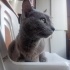 Kedi