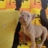 MAYLO