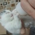 Pamuk