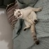 Şila