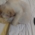Pamuk