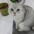 Paşa