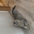 kaju