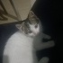 Zeytin
