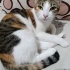 Çiko