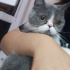 Duman