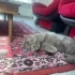 Babiş