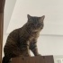 Duman