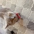 Bulut