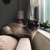 Pedro