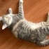 Bulut