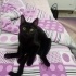 Zeytin