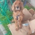 Junior