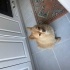 Çaki