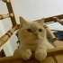 Lusi