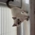 Pamuk