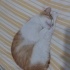 Kitty