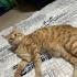 Aslan
