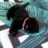 scottish fold erkek...