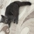 Duman