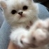 Casper