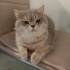 Mıncır