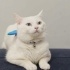 Dorin