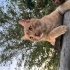 pamuk