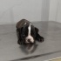 Frenc buldog