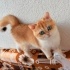 Limon