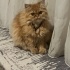 Aysel (Çiko)