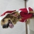 DOBBY
