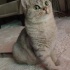 Polly