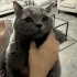 Duman