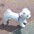 Barbi