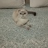 Yuki