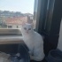 Umut