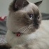 Toprak
