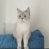 Şimay