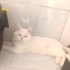 Suşi