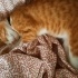 Cedric
