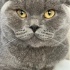 Duman