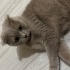 Feriha
