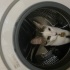 TAOSHİ