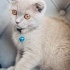 Mirza