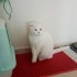 Pamuk